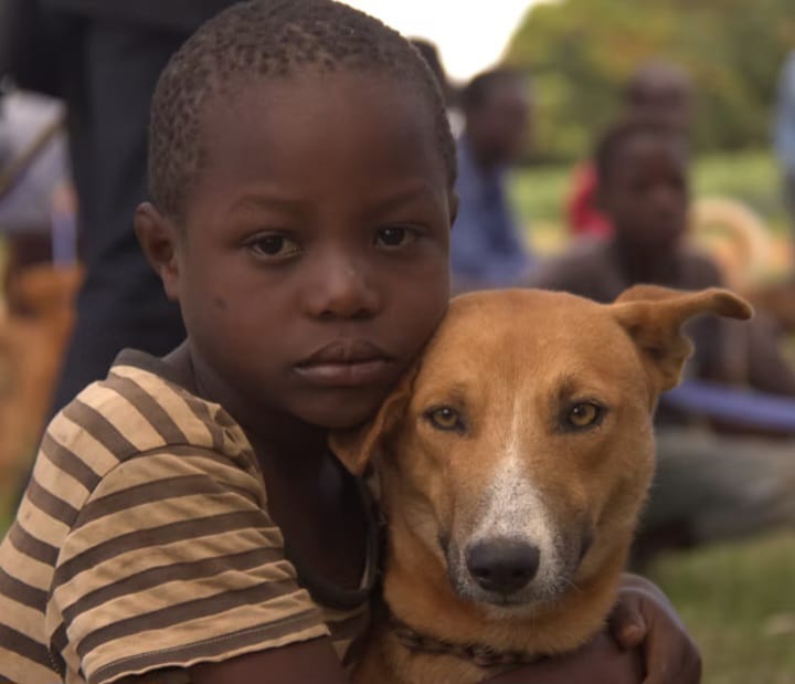 Local dogs in Nyakach village receiving care from community volunteers