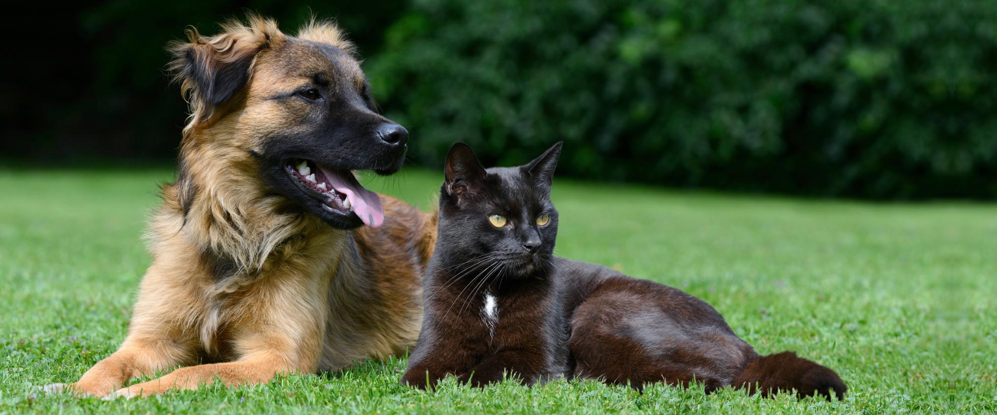 Nyakach Pets Lovers - Community and pets